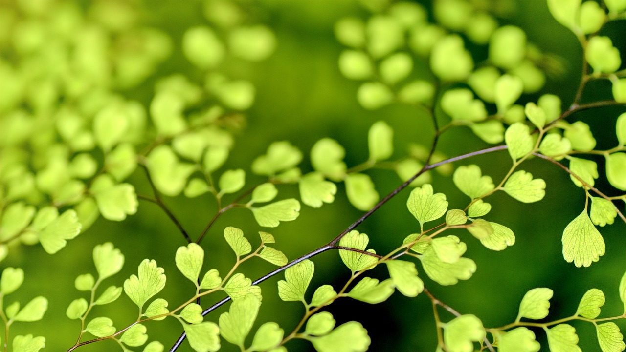 leaves, green, foliage-1037624.jpg