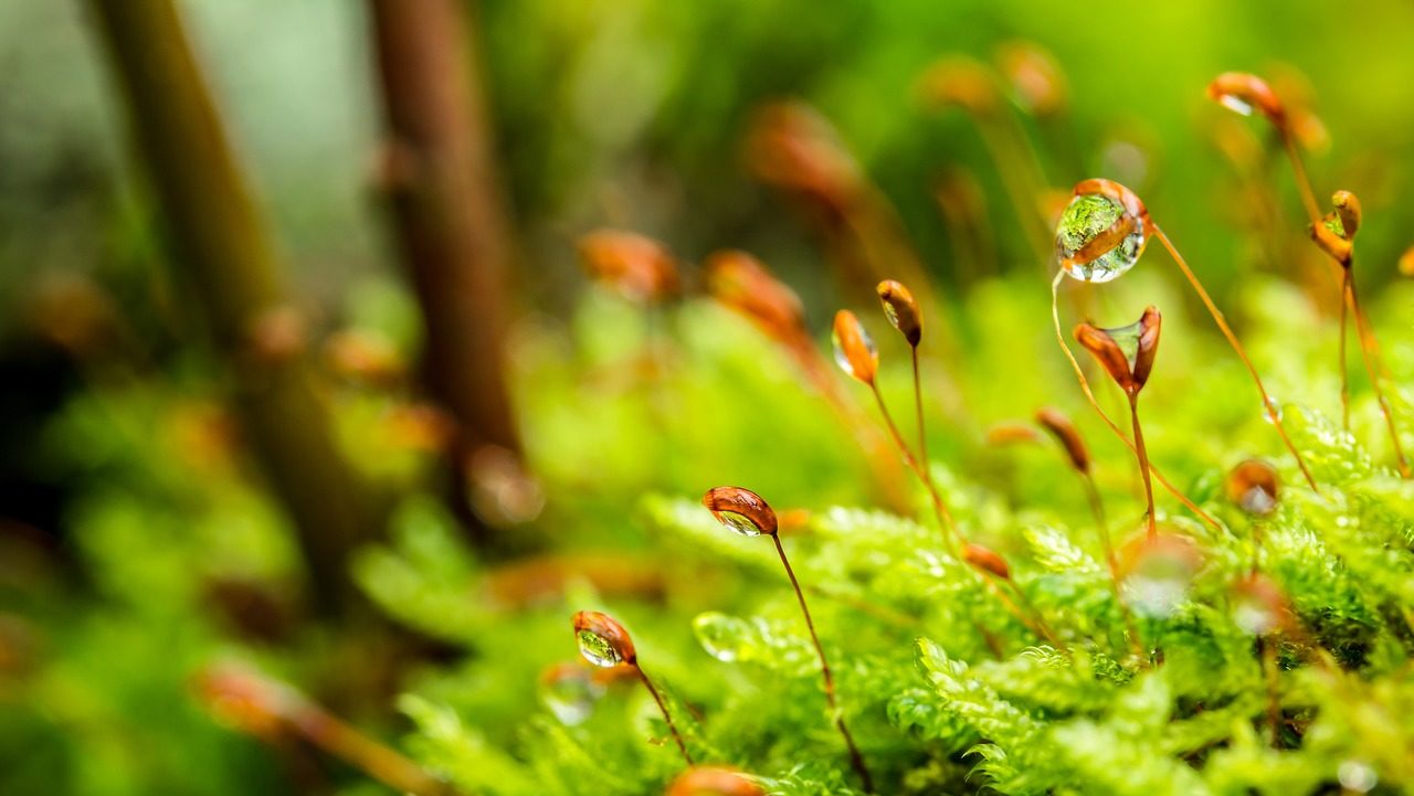 moss, dewdrop, forest floor-3101476.jpg
